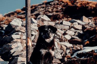 Chopta Tungnath Chandrashila Trek