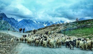 Manali Sissu Kasol