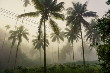 Wayanad Backpacking Trip (2 Nights / 3 Days)
